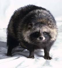 Pin By Carol Hoskinson On Animals Wildlife Japanese Raccoon Dog Animals Wild Raccoon Dog