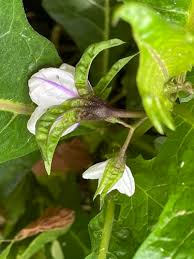 Image result for Solanum macrocarpon
