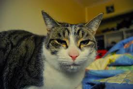 Changes in routine, such as no longer greeting you at the door or winding. Psa Don T Ignore A Drooling Cat