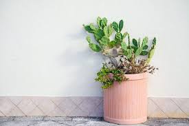 In cactus mccoy 2, one of the objectives is to kill 6 tumbleweeds: Succulents Guide A Texas Inspired Succulents And Cacti Garden For Under 30