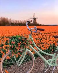 pin by vasiliki kostourou on biciklik bicycle photography tulip fields landscape