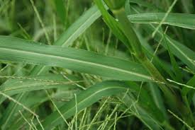 Image result for Panicum funaense