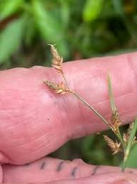 Image result for Fimbristylis dichotoma