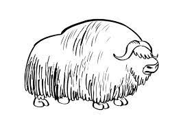 Coloring book cut and glue baby musk ox. Coloring Page Musk Ox Musk Ox Coloring Pages Color