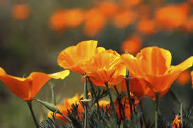 Same day delivery of flowers, plants, gourmet food and fruit basket and related gifts to santa maria casanta mariaat rose of sharon florist, we are experts in the art of giving, let us help you select a gift from the thousands we have available for local or worldwide delivery. Senior Living In Santa Maria Ca