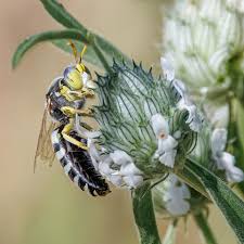 Image result for Acrotome inflata