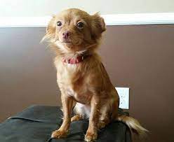 Help keep this page updated: Columbus Oh Chihuahua Meet Golden A Pet For Adoption