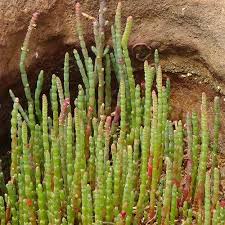 Image result for Salicornia perrieri