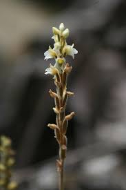 Image result for Hetaeria heterosepala