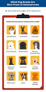 Rebecca, i am so sorry to hear about your dog. Bone Cancer Osteosarcoma In Dogs Canna Pet