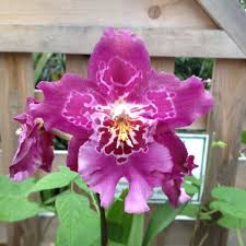 Maybe you would like to learn more about one of these? Photos At Gardener S Supply Company Garden Center In Williston