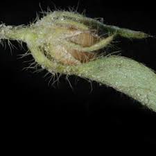 Image result for Ipomoea chloroneura