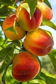 Epingle Par Obchod Oliver Sur Tutti Frutti Photos De Fruits Et Legumes Photo Fruit Images Fruits Et Legumes