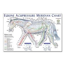Equine Meridian Chart Tally Oaks Veterinary Service Photos