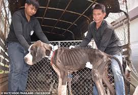 Cute great dane male and female puppies for adoption. Skeletal Great Danes Left To Die Because The Breeder Couldn T Afford To Feed Them Daily Mail Online