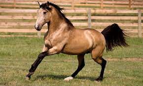 Location ames, ks., ks 66901. Is Buckskin A Color Or A Breed Of Horse The Thinking Equestrian