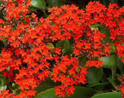 Pin En Plantas Ornamentales Y Decorativas