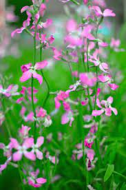 Pin On New Gardening Know How Articles