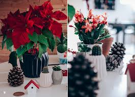 El cactus de navidad es un cactus tropical, no desértico. Las Plantas Del Momento Cactus De Navidad Y Flor De Pascua Conkansei