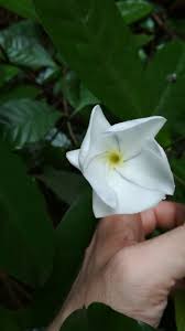 Image result for Callichilia