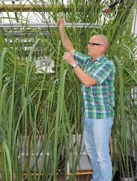 Image result for Oryza longistaminata