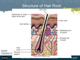 Check spelling or type a new query. Copyright 2012 Milady A Part Of Cengage Learning All Rights Reserved May Not Be Scanned Copied Or Duplicated Or Posted To A Publicly Accessible Ppt Download