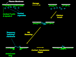 Image result for Wound Repair