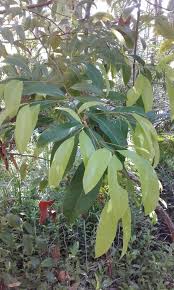 Image result for Cryptocarya