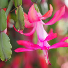 Now the end of may, there is another. Christmas Cactus Care And Growing Guide Sunny Home Gardens