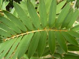 Image result for Tephrosia vogelii