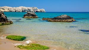 Image result for Thamnosma rhodesica