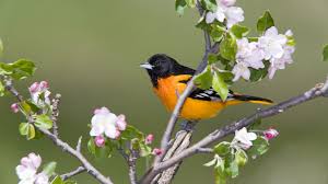 Birds That Look Like Baltimore Orioles Baltimore Oriole Wallpaper 41503 Beautiful Bird Wallpaper Beautiful Birds Baltimore Orioles Birds