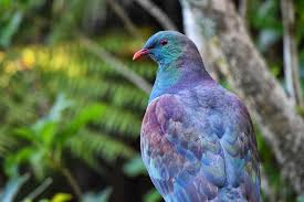 21 Animals And Birds Unique To New Zealand Pet Birds Animals Lion Species