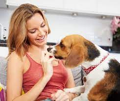 How To Start A Dog Treat Business At Home Mint Notion