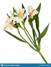 Seven Latest Tips You Can Learn When Attending Alstroemeria Flower In English Alstroemeria Peruvian Lilies Flowers