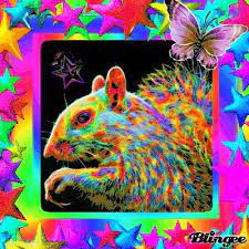 Rainbow Colored Blingees Please Read Rainbow Squirrel Squirrel Art Rainbow Colors Squirrel Pictures