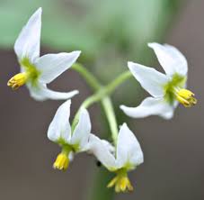 Image result for Solanum linneanum