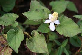 พืชผักสมุนไพรอีกหนึ่งชนิดที่มีสรรพคุณและคุณประโยชน์มากมายนั่นก็คือ พลูคาว (plu kaow) ถิ่นกำเนิดไม่แน่ชัดว่ามาจากที่ใด พลูคาวเป็นพืชล้มลุกพบ. à¸ªà¸¡ à¸™à¹„à¸žà¸£à¸™ à¸²à¸£ à¸­à¸  à¸¢à¸  à¹€à¸šà¸¨à¸£ à¸žà¸¥ à¸„à¸²à¸§ à¸„à¸²à¸§à¸•à¸­à¸‡ à¸ªà¸¡ à¸™à¹„à¸žà¸£à¹€à¸ªà¸£ à¸¡à¸  à¸¡ à¸„ à¸¡à¸ à¸™ Thailand Plus Online