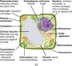 Animal cells are more flexible, so alone, they will generally be rounder, whereas plant cells are confined by a cell wall, which keeps them rigid. 3 3 Eukaryotic Cells Concepts Of Biology 1st Canadian Edition