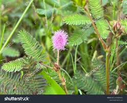 Image result for Mimosa diplotricha