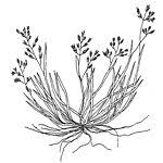 Image result for Panicum heterostachyum