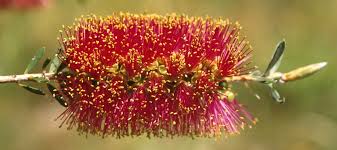 Eucalypts are found in many areas, from the silver and red snow gums of the australian alps to the ancient river red gums in south australia's flinders ranges. 7 Native Plants Perfect For An Aussie Christmas Good Living
