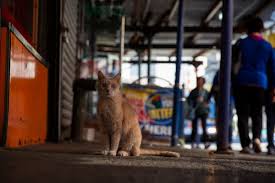 Berkeley humane is dedicated to giving cats a second chance to find loving homes. How The Pandemic Pause On Free Spay And Neuter Clinics Led To A Cat Astrophe The City