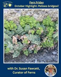 Image result for Pellaea dura