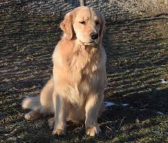 The english golden is such an amazing breed. Piper Crangold Golden Retrievers Kennel