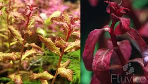 Image result for Ludwigia senegalensis