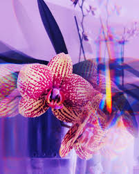 о чем можно поговорить с парнем на первом свидании Orhideya Cvety Obrabotka Foto Priroda Estetichnye Foto In 2020 Fish Pet Pets Fish