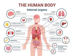 Digital composite of highlighted painful liver of woman / healthcare & medicine concept. Illustration Of Woman S Internal Organs Woman Internal Organs Infographic Human Body Stock Illustration 73569956 Pixta Find The Perfect Female Internal Organs Illustration Stock Photo