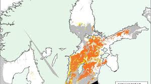 Algblomning eller vattenblomning är en kraftig tillväxt av planktonalger där de på kort tid bildar stora populationer. Extrem Algblomning I Ostersjon Alger Har Synts Aven Pa Skanes Vastkust Hd