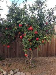 For these reasons fruit trees are often planted closer together on residential lots than they are in a commercial orchard. Our Small Pomegranate Tree Is Loaded With Big Fruit This Year Fruit Trees Backyard Backyard Garden Landscape Fruit Garden